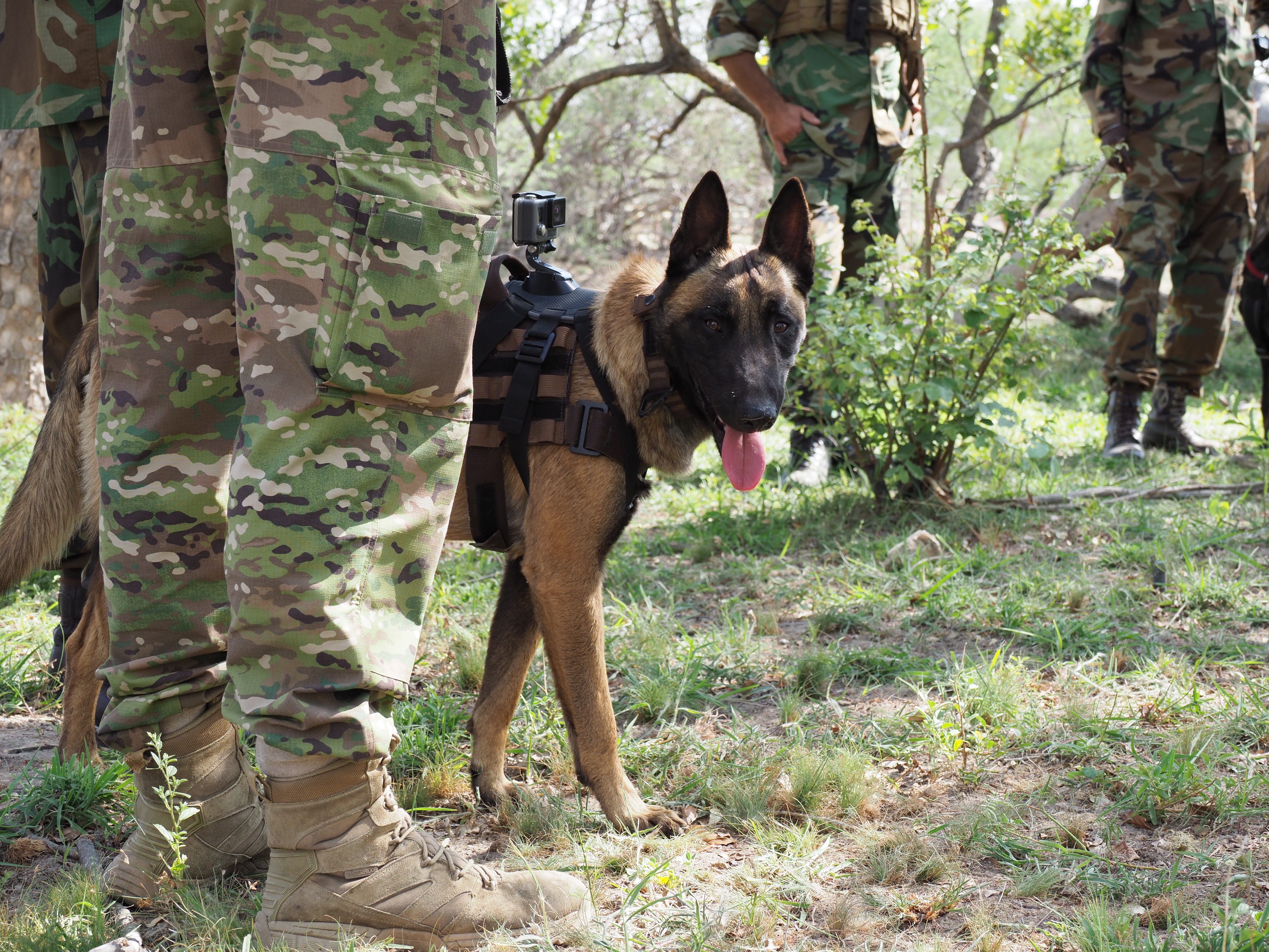 dog patrols