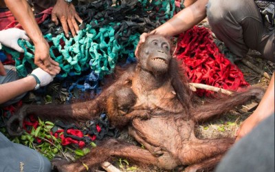 Orangutans can be extinct within 10 years