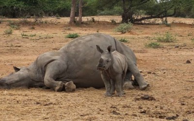 Expressen highlights poaching crises in South Africa