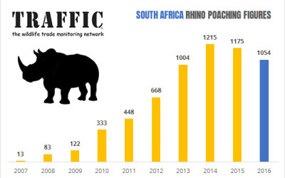 Rhino Poaching Numbers Decline in South Africa in 2016-but the crisis persists