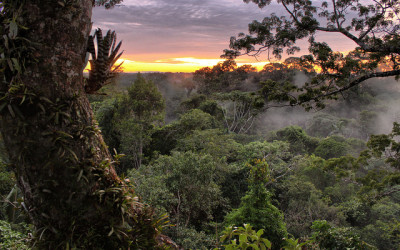 International Day of Forests