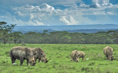 Urgent plea for help as rhino poaching shows no signs of slowing down