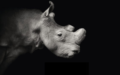 The last northern white rhino male on death watch