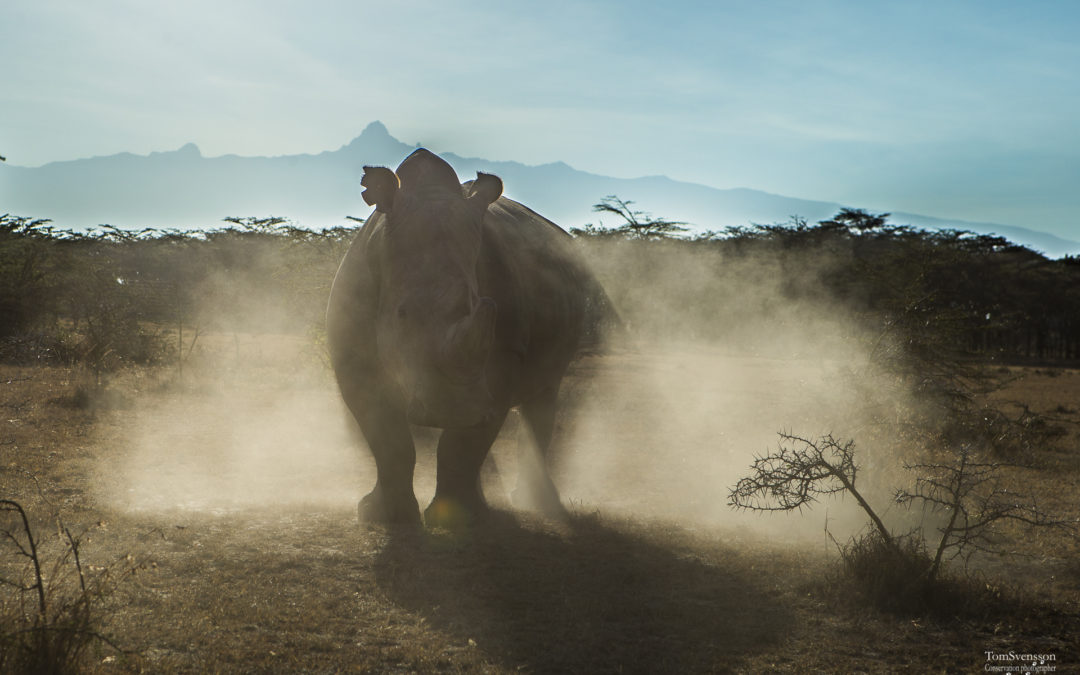 Sudan, the worlds last male northern white rhino dies