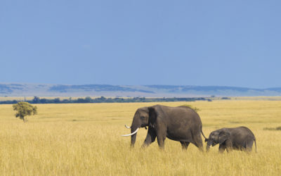 Poaching is the biggest threat to elephants