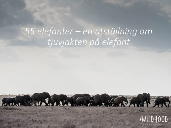 55 Elephants